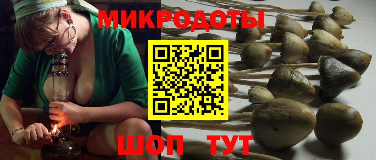 Галлюциногенные грибы Psilocybe Ялуторовск